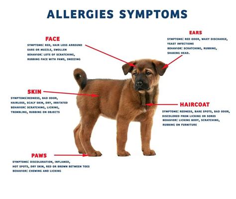 Search Page 2/8: allergy dog.